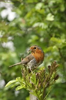 Robin - With food near nest on ash side view