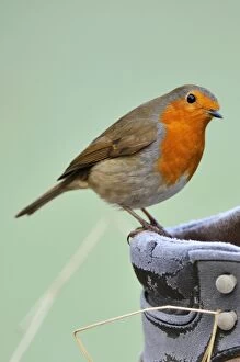 Images Dated 28th November 2008: Robin on frosty boot