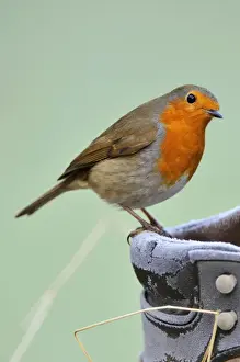 Shoe Prints: Robin on frosty boot