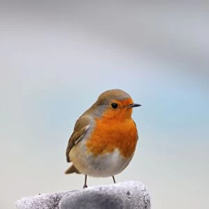 Images Dated 30th November 2008: Robin - in frosty scene