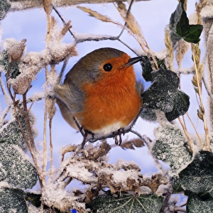 Robin - on Fence
