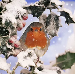 Holly Prints: ROBIN - in frozen Holly