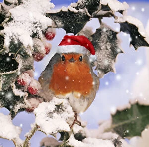Images Dated 24th May 2021: ROBIN - in frozen Holly wearing red Christmas Santa hat Date: 24-05-2021