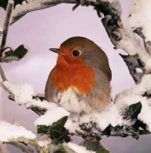 Robins Prints: Robin In frozen Ivy