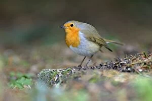 Robin - in garden