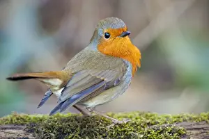 Passerines Prints: Robin - garden - Cornwall - UK