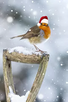 Robin on garden Fork Handle in winter snow wearing a red Christmas Santa hat Date: 19-05-2021