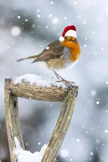 Wooden Prints: Robin on garden Fork Handle in winter snow wearing a red Christmas Santa hat