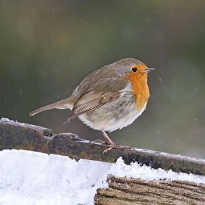 Images Dated 6th January 2010: Robin - on gate in falling snow