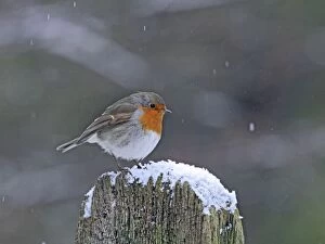 Images Dated 6th January 2010: Robin - on gate post in falling snow