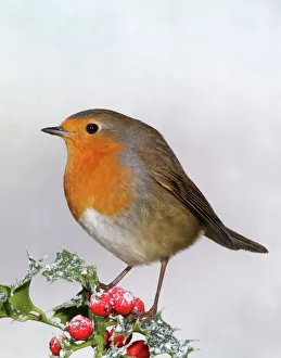 Frost Collection: Robin - On Holly