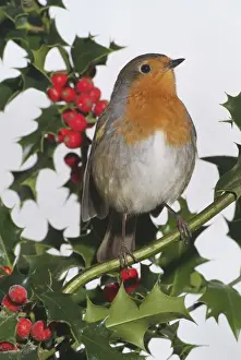 Robin on Holly