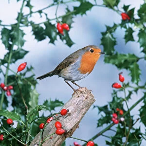 ROBIN - With Holly and Rosehips