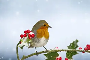 Holly Prints: Robin - on Holly in snow - West Wales UK 11915 Digital Manipulation: background colour to blue