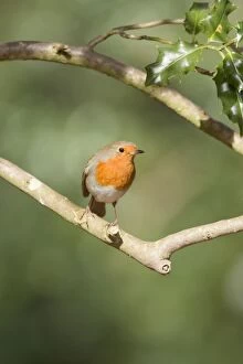 Robin - on holly tree