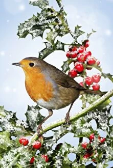 Robin in holly wearing Christmas hat in winter