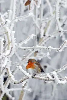Robin in intensely cold frosty weather, minus 5 degrees Celsius, with feathers puffed up to keep warm