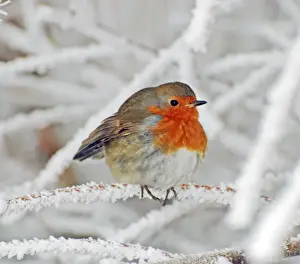 Robin in intensely cold frosty weather, minus 5 degrees Celsius, with feathers puffed up to keep warm