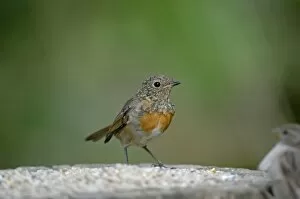 Robin - juvenile