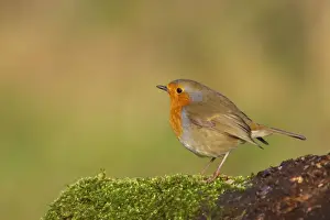 Robin Lea Valley Country Park, Essex, UK BI007023