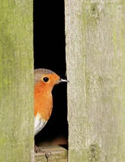 Robin - looking out of barn