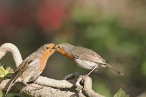 Robin - Male feeding female with insect