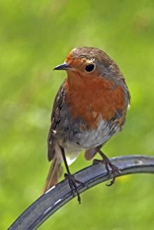 Images Dated 29th June 2008: Robin- moulting