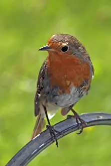 Moulting Prints: Robin- moulting