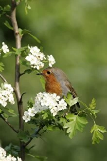 Images Dated 21st July 2005: Robin - Near nest on May blossom side view. Bedfordshire UK 056
