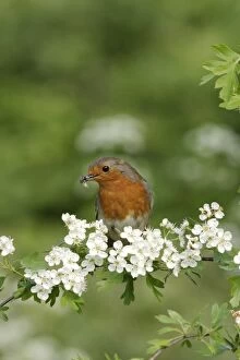 Robin - Near nest on May blossom front view