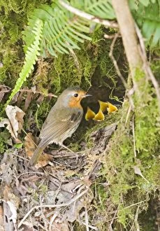 Images Dated 5th May 2007: Robin – at nest West Wales UK 004369