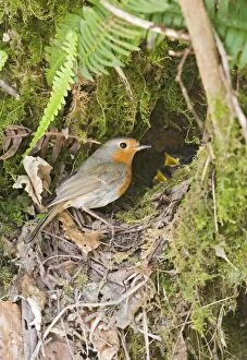Images Dated 5th May 2007: Robin – at nest West Wales UK 004372