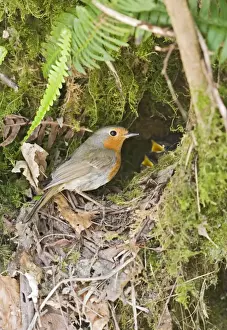 Robin – at nest West Wales UK 004372