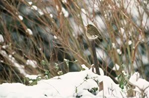 Robin - on Perch in Snow