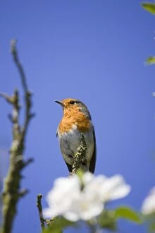 Robin - perched above apple blossom