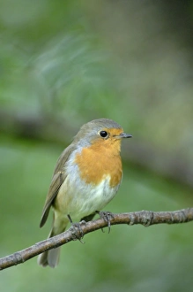 Images Dated 22nd August 2008: Robin - perched on branch