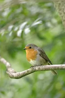 Images Dated 22nd August 2008: Robin - perched on branch