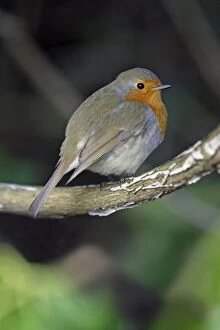 Images Dated 25th March 2007: Robin - perched on branch, Lower Saxony, Germany