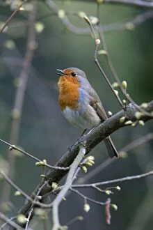 Robin - perched on branch singing in breeding territory
