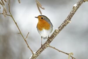 Images Dated 30th January 2010: Robin - perched on branch in snow