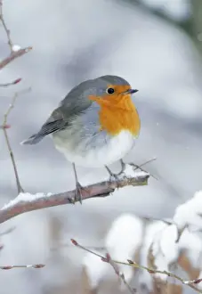 Robin - perched on branch in snow - Lower Saxony - Germany