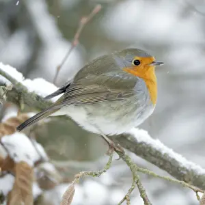 Robin - perched on branch in snow - Lower Saxony - Germany