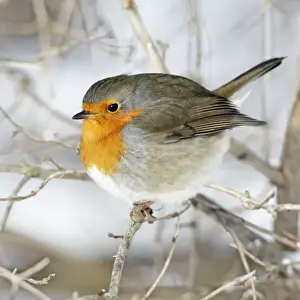Christmas Prints: Robin - perched on branch in snow - Lower Saxony - Germany (Manipulated Image: Claws & branch in front of bird removed)