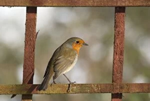 Images Dated 2nd November 2006: Robin Perched on garden screen in snow Norfolk UK