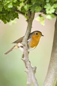 Robin - Perched on hawthorn branch