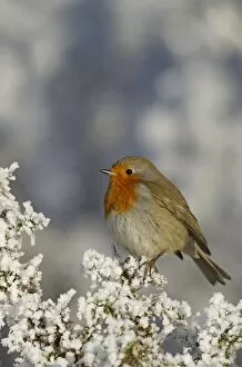 Images Dated 7th December 2010: Robin - perched on a hoar frost Gorse bush on a beautiful winters morning - December - Cannock