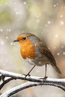 Images Dated 15th September 2008: Robin Perched on Iron Seat Norfolk UK Digital Manipulation: Added snow