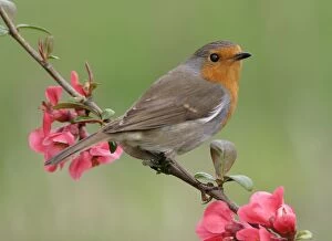 Robin - Perched on japonica