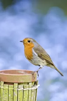 Images Dated 28th April 2007: Robin - Perched on plant pot with forget-me-not flowers in background