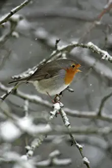 Robin - perched on snow covered branch, singing Hessen, Germany